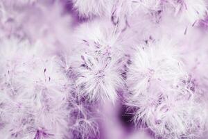 Monochrome nature patterns of fluffy seeds of wildflowers, natural texture background, Close-up dry grass blue violet gradient color, macro short, natural botanical background, light purple photo