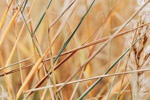 Texture of dry wild reeds or pampas grass, outdoors nature photo. Golden yellow beige minimal environmental pattern, abstract lines, beauty of nature. Trend botanical design natural patterns photo