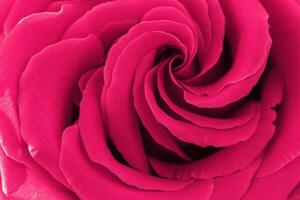 Close up red purple rose with petals macro texture, top view beauty nature aesthetic background, Natural floral geometric pattern with curve lines, soft focus, vivid monochrome color stylish photo