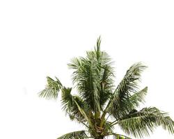 Palm tree part isolated on white background, vibrant green fronds of coconut tree, natural palm leaves of exotic evergreen cycad plant, lush foliage tropical photo