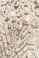 Assorted natural Seashells and corals at sunlight, with palm leaf shadow, summer nature still life of shell, coral pieces on grey beige background, minimal style pattern, neutral tones, top view photo