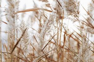 Texture of dry wild pampas grass, nature realistic photo. White beige brown monochrome minimal environment scenery, beauty of nature. Trend botanical design natural patterns photo