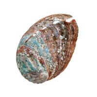 Shell of abalone with natural texture, close up seashell isolated in white background, one beautiful texture surface of mollusks, blue green brown colored Haliotis, top view, sea and oceanic nature photo