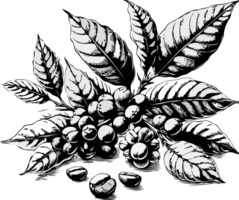 Coffee beans on branch, hand drawn illustration in sketch style. Coffee beans on the branch. png