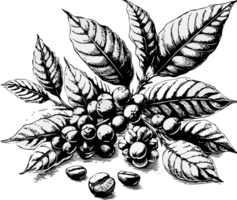 Coffee beans on the branch. Coffee beans on branch, hand drawn illustration in sketch style. png