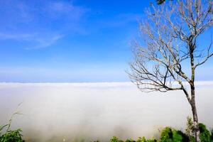 tree standing alone on cloud full of sky photo