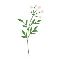 Hand draw rustic wild flower illustration. vector