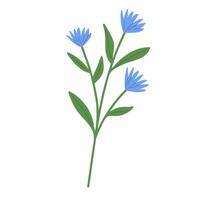 Cornflower illustration. Blossom blue flower in handdraw style vector