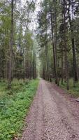 Peaceful forest path with tall trees and lush greenery photo