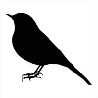 black bird on a white background vector