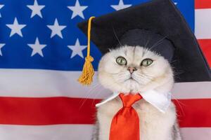 Cat in graduation cap with tie in front of american flag photo