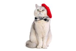 Charming cat in red beret and bow tie posing elegantly on white background photo