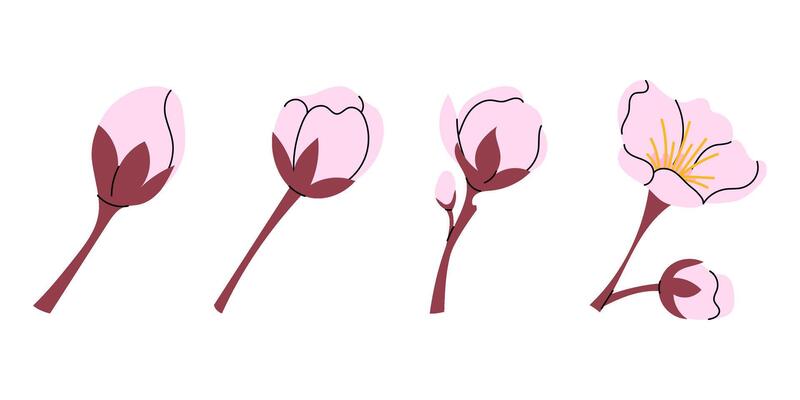 Set pink flower bud. Botanical element for spring festival. Blooming. Hanami. Sakura flower of Japanese tree. Flat illustration on white background.