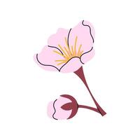 Blooming. Pink flower and bud. Hanami. Sakura flower of Japanese tree. Botanical element for spring festival. Flat illustration on white background. vector