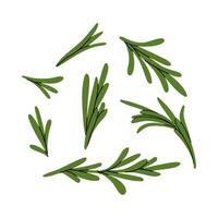 Green rosemary branches. Aromatic herbal seasoning for cooking. Set of fragrant rosemary illustrations in flat style on white background. vector
