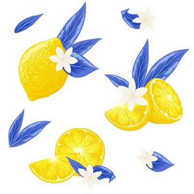 Lemon, leaves composition illustration set. Lemon, blue leaves, jasmine flower for Menton lemons festival. Fruits for lemonade, juice, cocktail. Trendy retro print on white background
