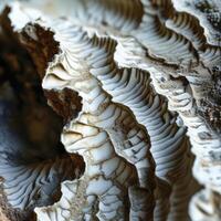 Detailed Macro of Textured Shell Revealing Intricate Patterns and Natural Colors Found in Coastal Habitat photo