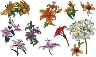 Hand drawn colored tiger lilies. Summer flowers drawn with warm colors such as orange, pink, red and green. Easy to edit, assets, outlines, fills in different groups. vector