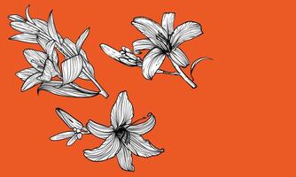 Hand drawn outline of three tiger lily flowers with petals and leaves. Elegant black outline of a summer flower on an orange background. Easy to edit and ready to be used vector