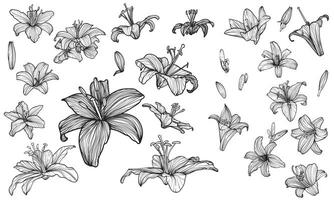 Hand drawn outline of tiger lily flower blooms. Elegant black outline of a summer flower on a white background. These assets are outline only. Easy to edit and ready to be used. vector