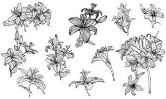 Hand drawn outline of tiger lily flowers with petals and leaves. Elegant black outline of a summer flower on a white background. These assets are outline only. Easy to edit and ready to be used vector