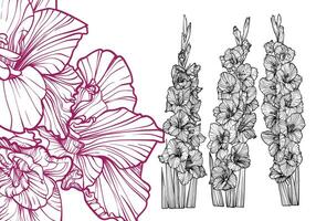 Hand drawn outline Dia de los Muertos flowers. Line art gladiolus with leaves, blooms bouquet. Illustration for print and online projects. vector