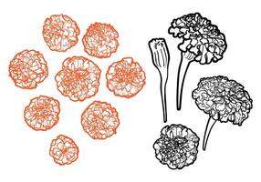 Hand drawn outline Dia de los Muertos flowers. Line art marigold flowers in bud and blooms. Illustration for print and online projects. vector