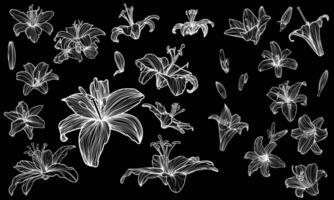 Hand drawn outline of tiger lily flower blooms. Elegant white outline of a summer flower on a black background. These assets are outline only. Easy to edit and ready to be used. vector
