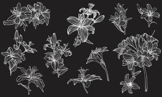 Hand drawn outline of tiger lily flowers with petals and leaves. Elegant white outline of a summer flower on a black background. These assets are outline only. Easy to edit and ready to be used vector
