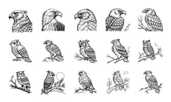 Detailed Eagle Owl Illustrations Majestic Bird Silhouettes vector