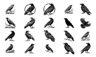 Raven and Crow Illustrations Black and White Bird Graphics vector