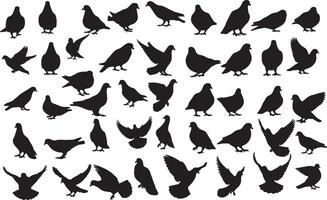 A large collection of silhouettes of pigeons vector