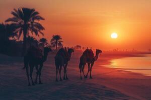 Camels walking on beach at sunset with palm trees in background photo