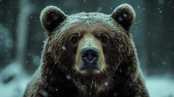 Brown bear standing in snowy forest during snowfall photo