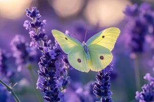 Vibrant yellow butterfly resting on lavender blooms photo