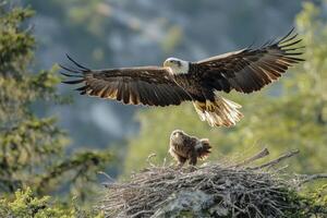 Bald eagle landing on nest with eaglet photo