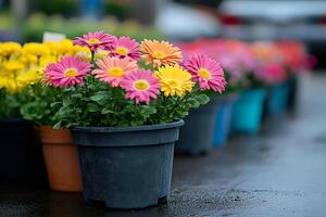 Vibrant gerbera daisies in colorful pots on display .. photo