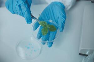 A person in blue gloves holding a plant in a petri dish photo