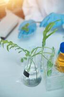 A scientist is working in a laboratory with plants photo