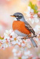Close-up view of a robin perched on a flowering branch in spring, surrounded by delicate pink and white blossoms providing a serene ambiance photo