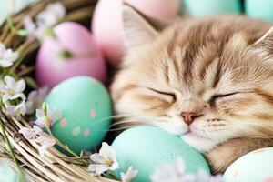 Sleepy Scottish Fold kitten nestled in a cozy Easter basket filled with pastel eggs and tiny flowers, surrounded by soft indoor lighting photo