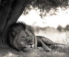 Majestic male lion resting under a tree in black and white. photo