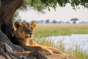 Lioness resting under a tree at sunset in the african savanna.. photo