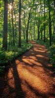 Sun shining through trees on winding forest path photo