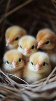 Baby chickens resting in nest looking adorable photo