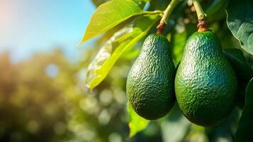 Ripe avocados hanging on tree in sunny orchard photo