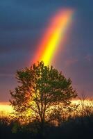Rainbow appearing behind a tree at sunset illuminating the sky photo