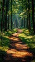 Sunbeams illuminating path through green forest in summer photo