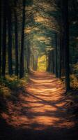 Sun shining on a path going through a forest photo