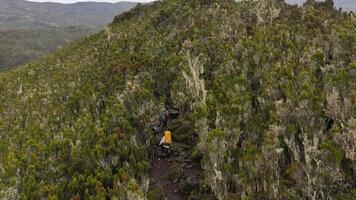 Aerial view of hikers ascending Kilimanjaro high-altitude forest video